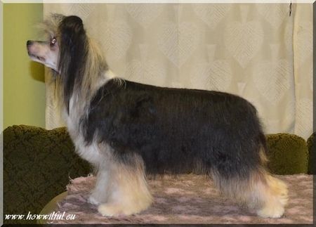 Tulimyrskyn Sumuharso