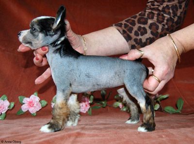 Bed'ykins Itch The Witch