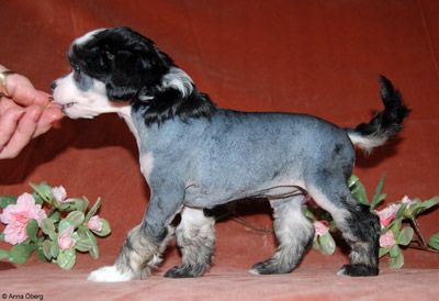 Bed'ykins Like A Sin