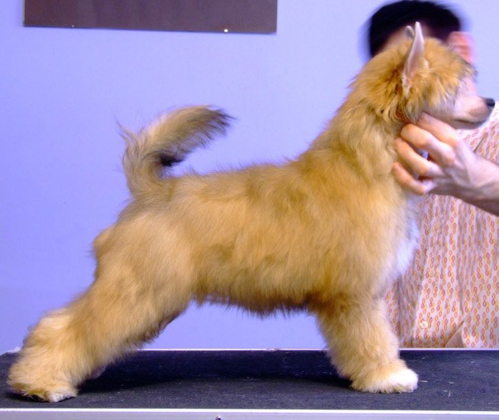 Qqlka Next Germanika 