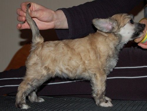 Showcrest's Burn For You