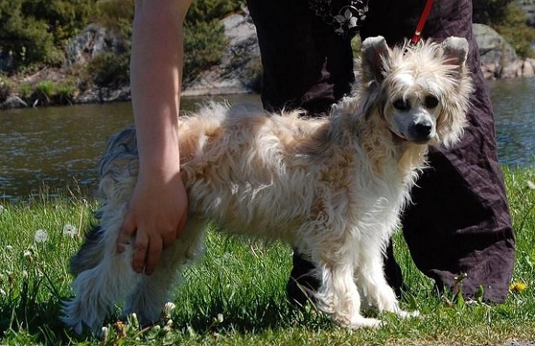 Showcrest's Burning Little Elf