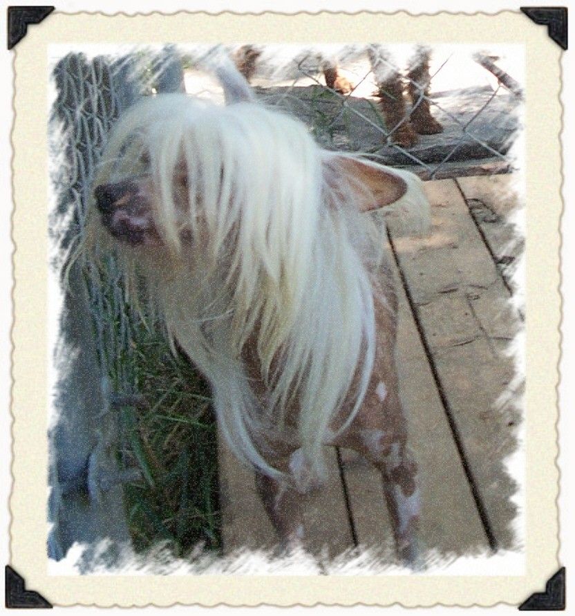 Kelly's Cotton Candy Pleasure