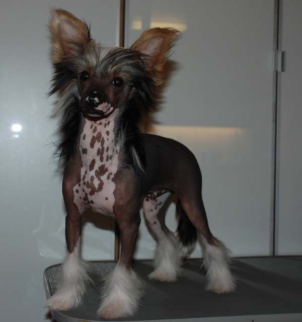 Chineseblue's High-Spirited