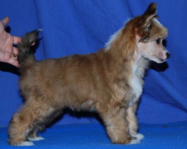 Chineseblue's Holiday-Maker