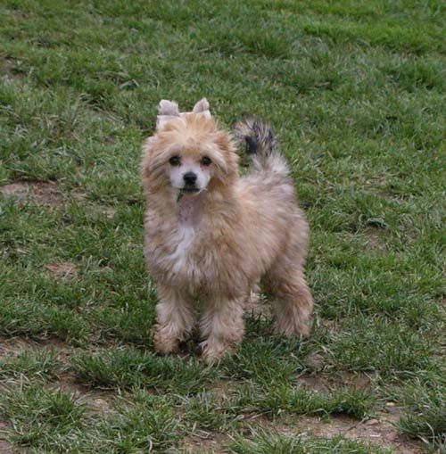 Oriental Jokes Cherokee