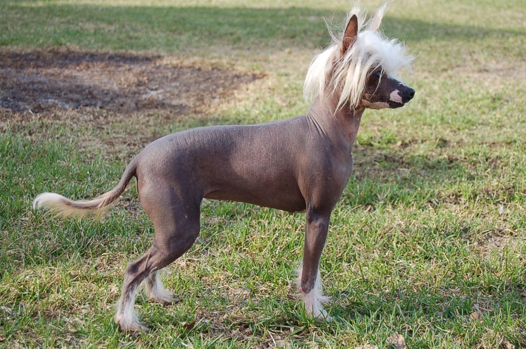 Qu-ya-va's Gu Niang Yu Ye