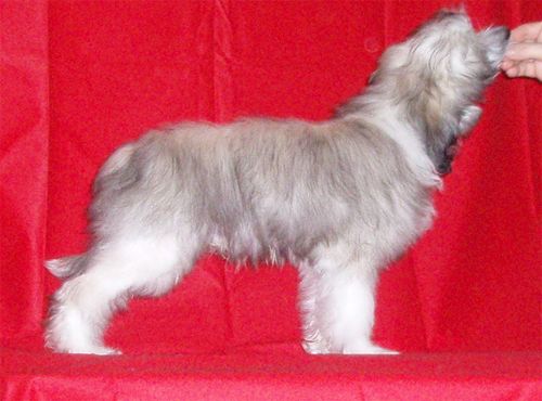 Väråsen Hitch-Hiker