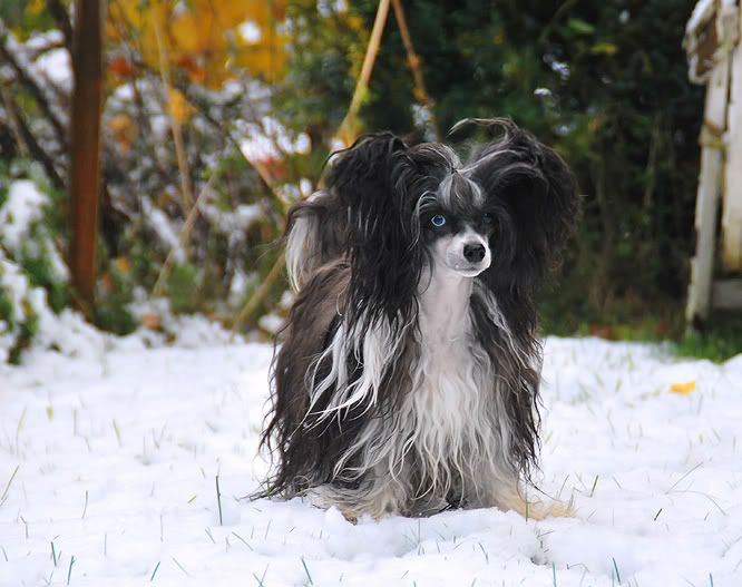 Cool Crowd's Drive It Like You Stole It