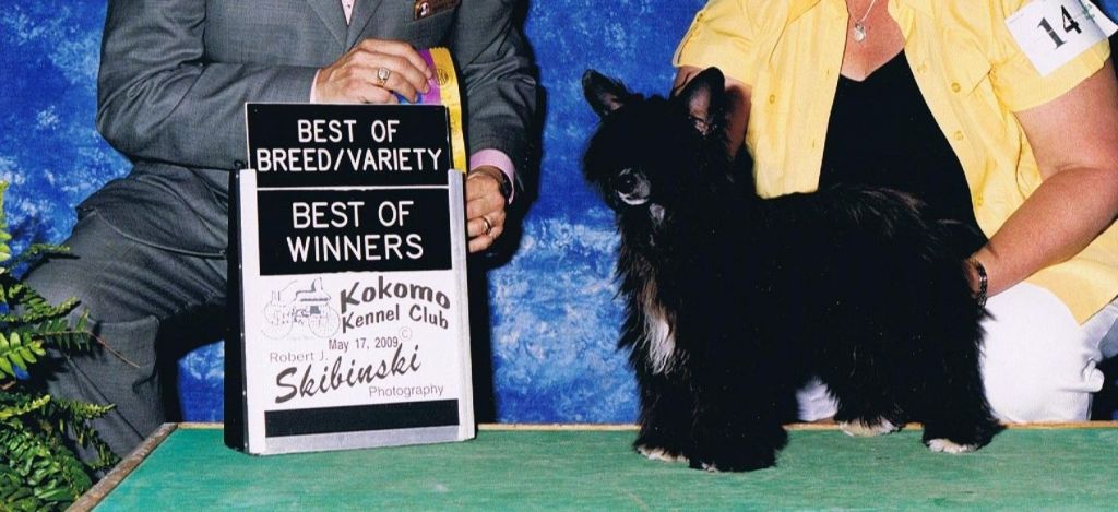 Creekside's Dancing Domino