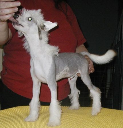 G' Samurai Top Model De Rama