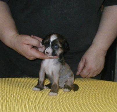 Grace Kelly Top Model De Rama