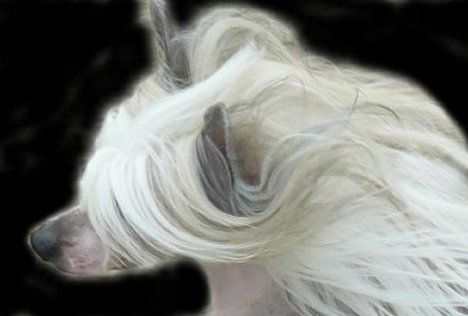 G' Massaï Top Model De Rama