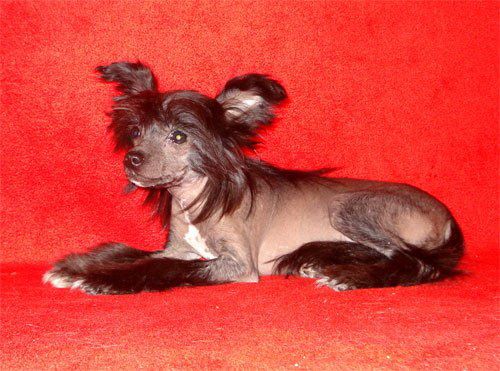 Bi-lav Plus Egiptianka