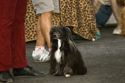 Bi-lav Plus Egipetskaya Noch