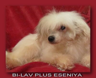Bi-lav Plus Eseniya