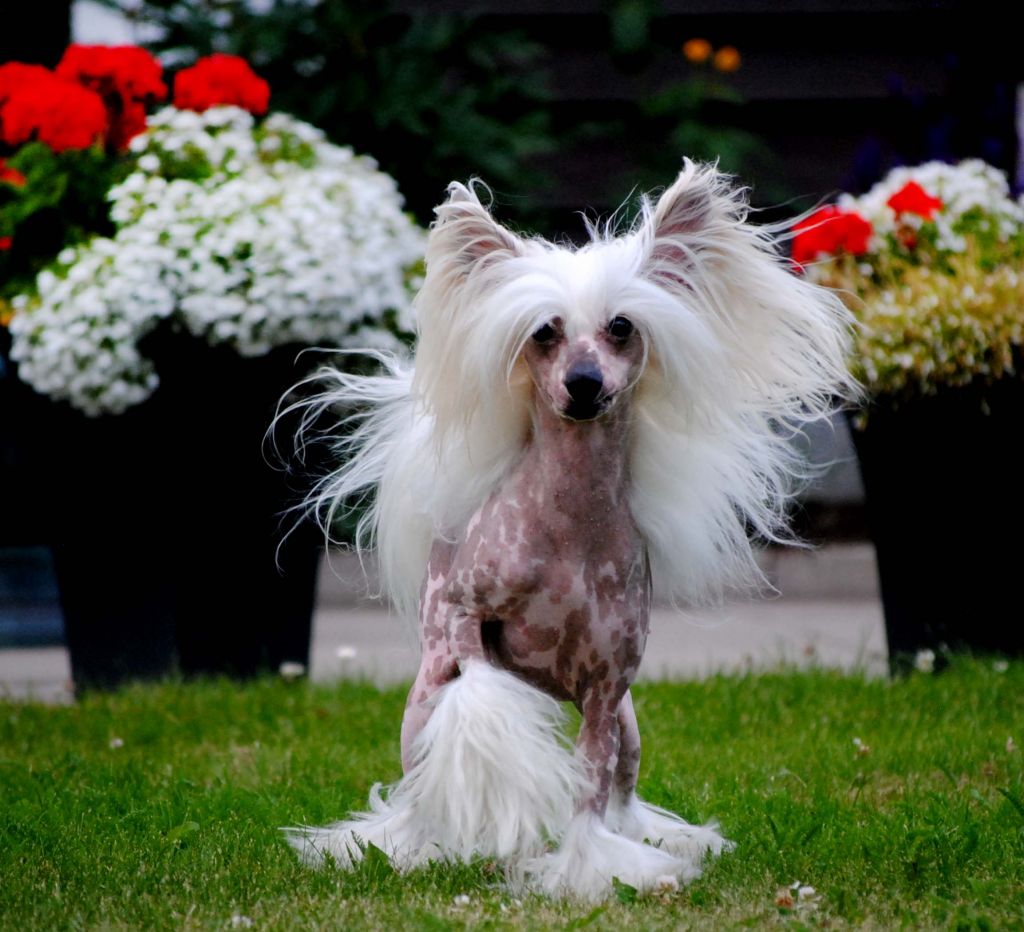 De La Mahafu's Bell's Flameboy