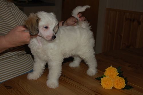 De La Mahafu's Bell's Fiona