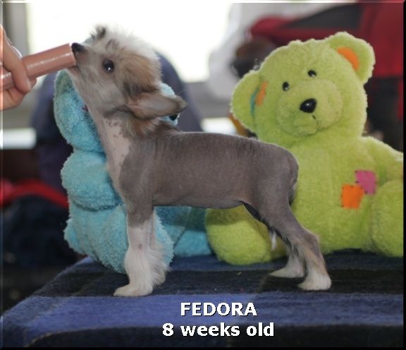 Fedora Della Castafiore