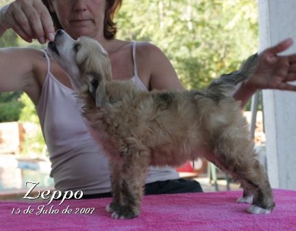 Led Zeppelin Della Castafiore