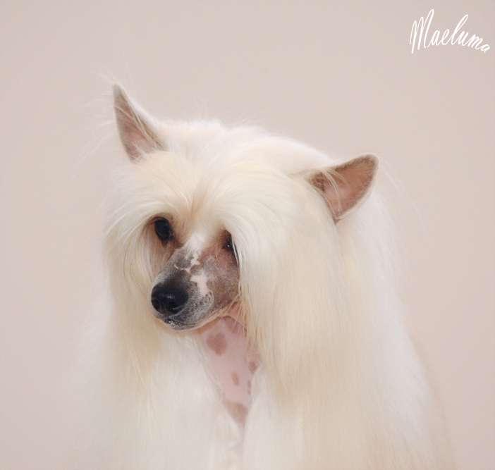 Traviata de Chin en Solfa