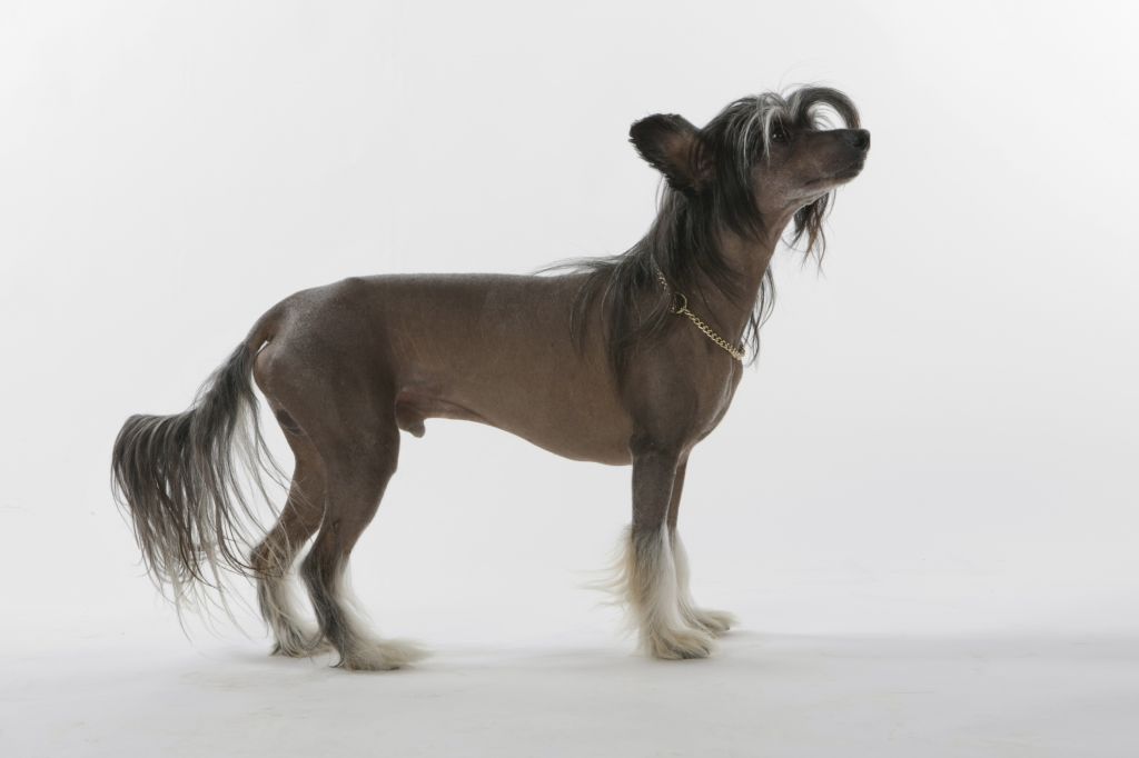 Za'potocky's Greve Dracula