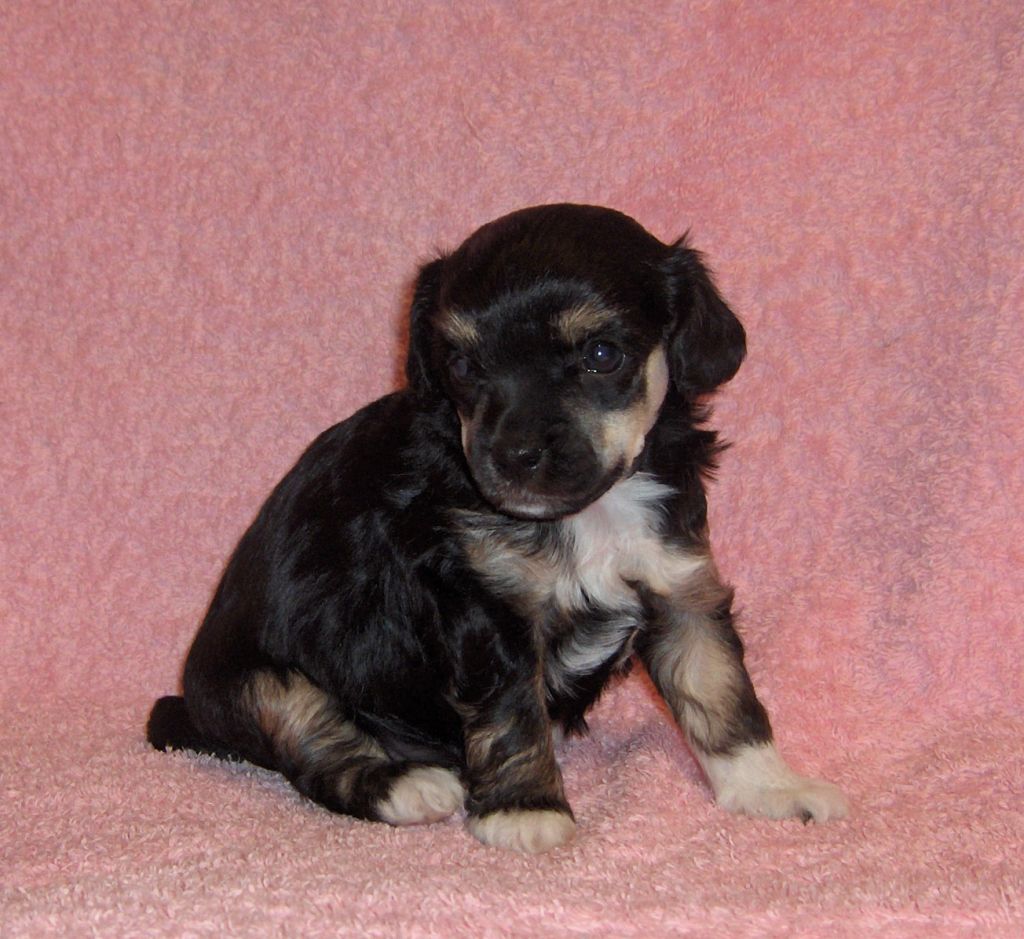 Kingstones Olivia Di Haverland