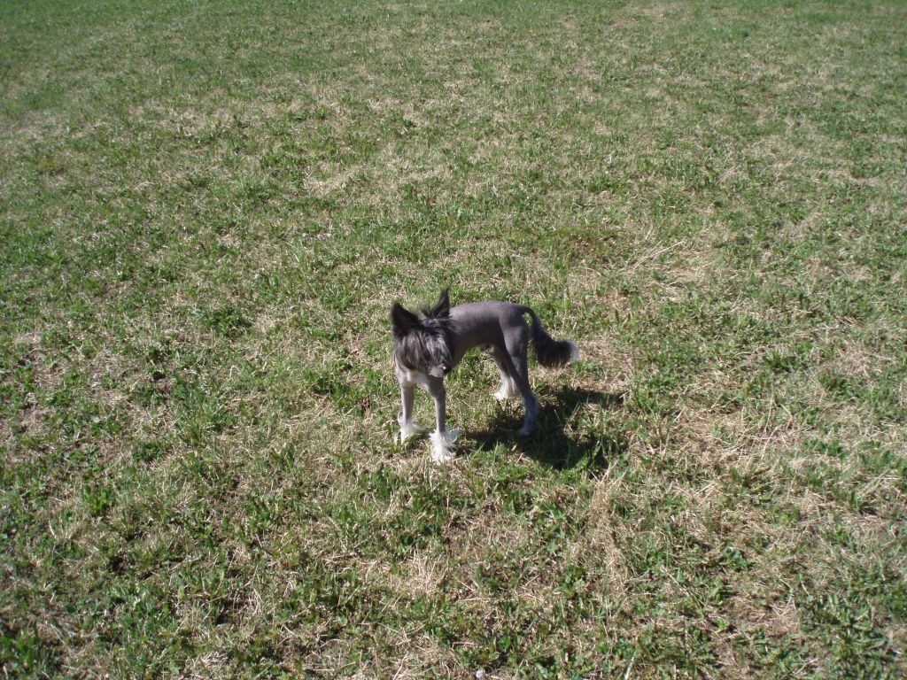 Angel Of Rainbow's Orion Ziriuz