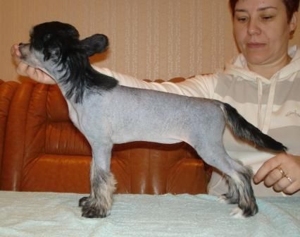 Kredo Festa Dew in the Eyelash