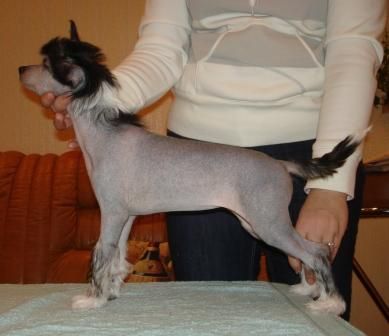 Kredo Festa Double Pleasure