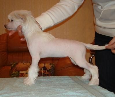 Kredo Festa Daughter of Sun