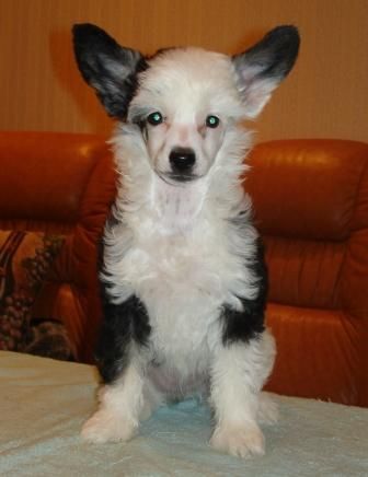 Kredo Festa Dance of Love