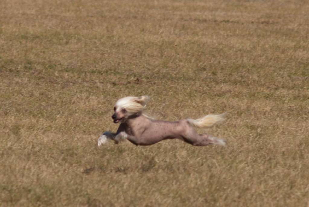 Gracieux Jamaican Me Crazy