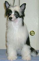 Gracieux Ivana Be A Star