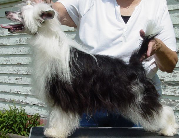 Merlyn T'Other White Meat O'Woodlyn