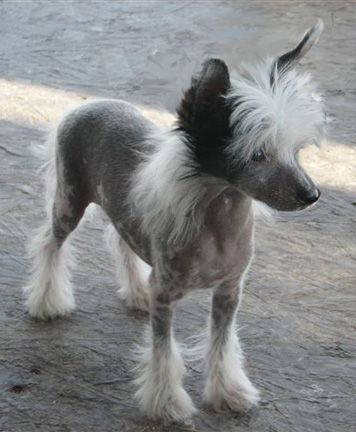 Gracieux Rising Star In The Wind