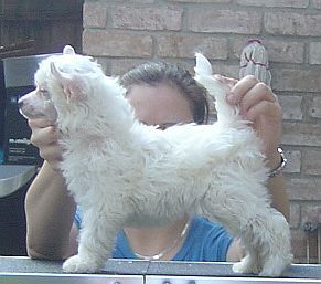 Gracieux Starry Starry Night