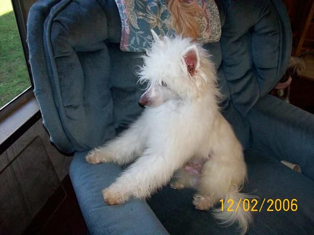 Lesmars Ivory Heartache