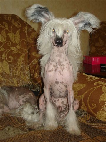 You Only You B-minion of Fortune