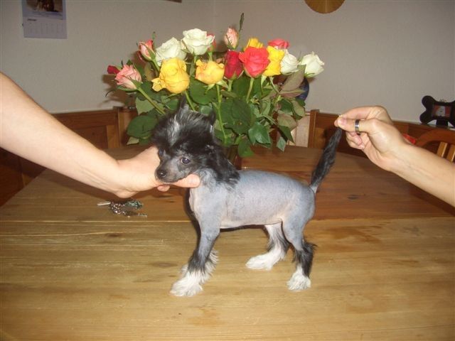 Illusion of Fantasy Island