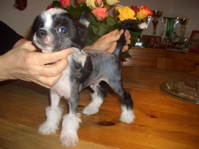 Indian Spirit Fantasy Island