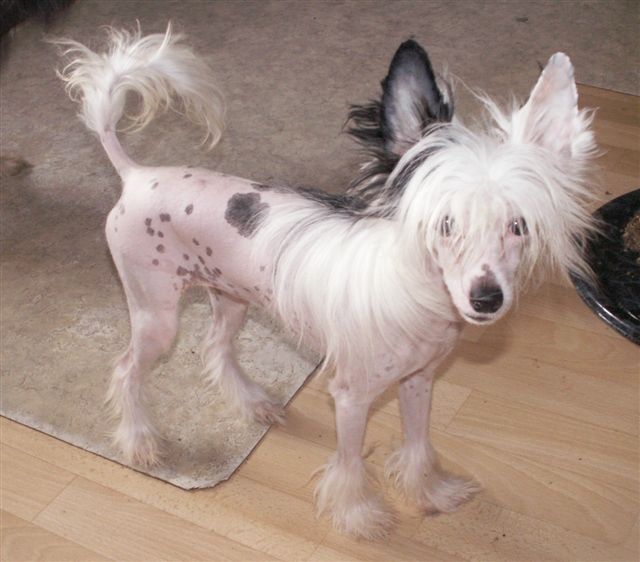 Razzmatazz Fiona for Beminita