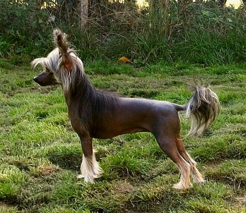 Be My Dog's God Knows I'm Good