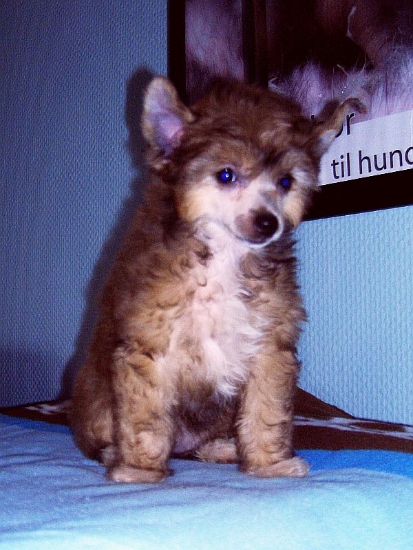 Be My Dog's Goldrush