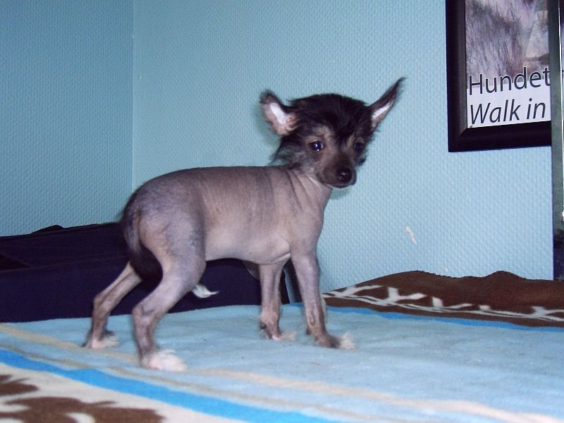 Be My Dog's Gotta Face Up