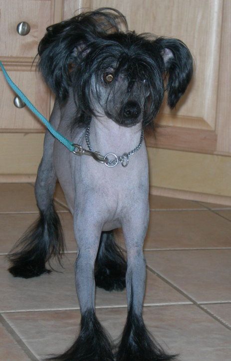 Electra Buff Madison