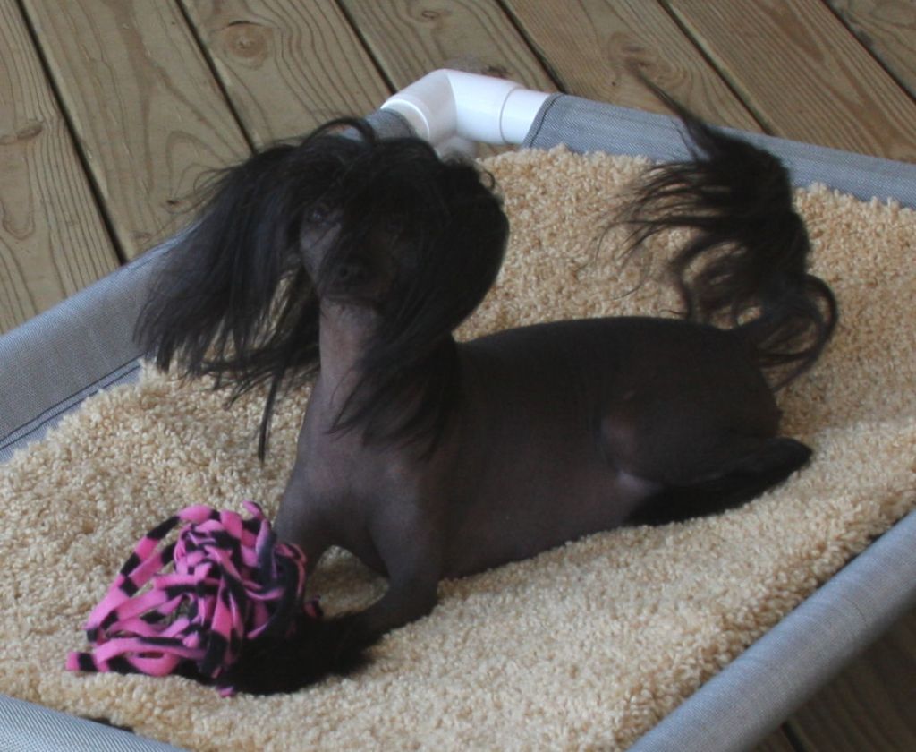 Baldpark's Allstar Rocks The House