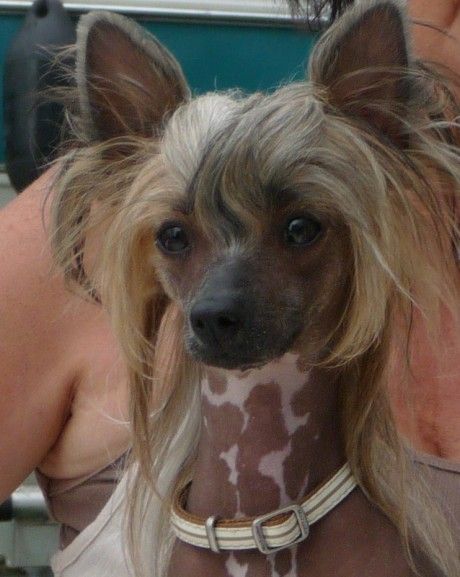 Goldzina Top Model De Rama