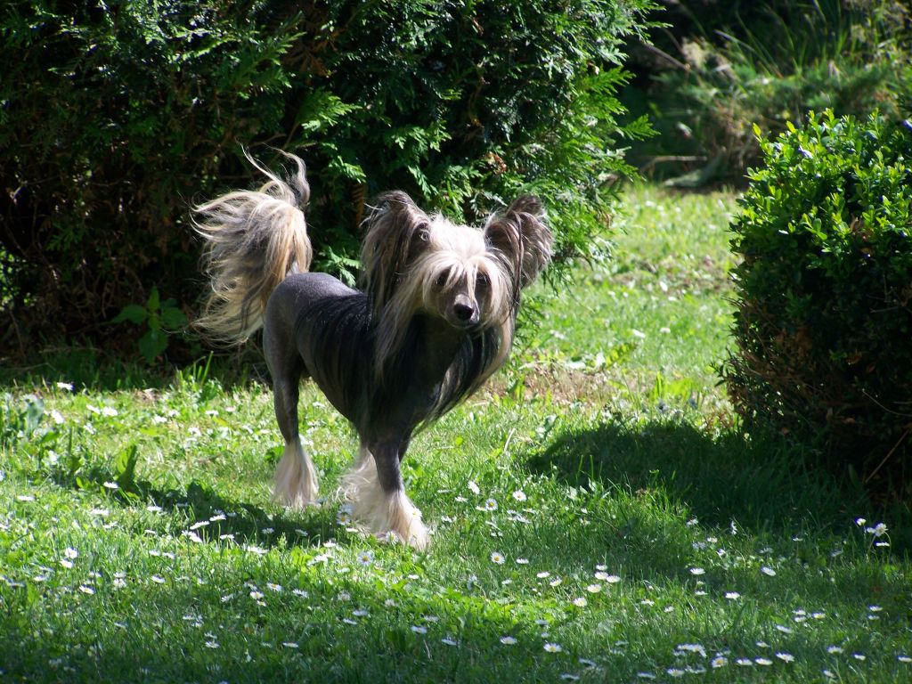 Gabir Gingery's Al Shraifi