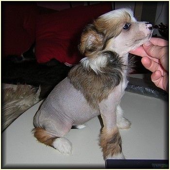  Heavy Girl Eve - Bler   